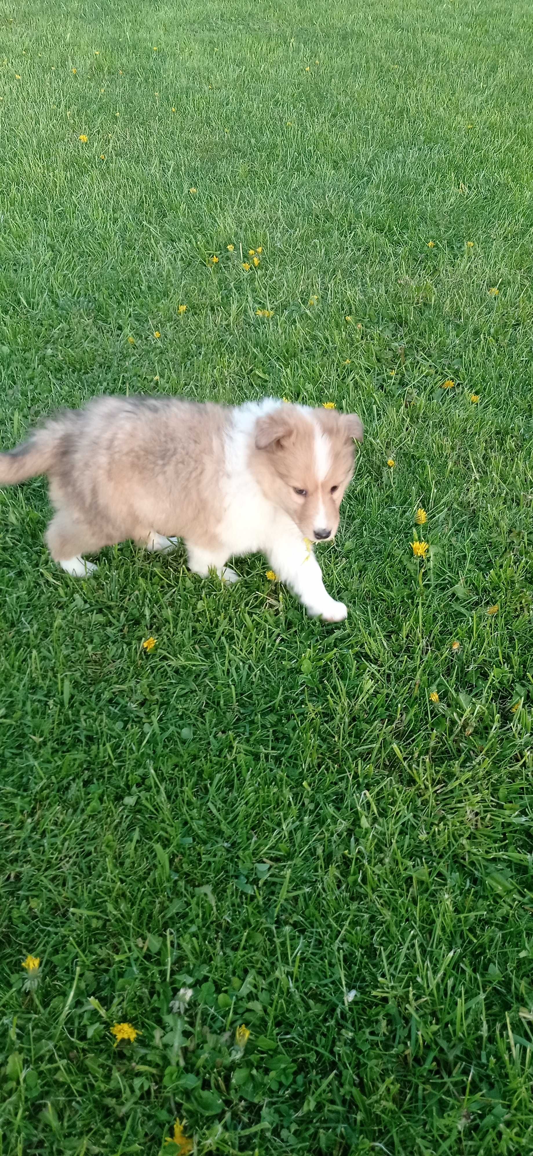 Owczarek szkocki collie piesek