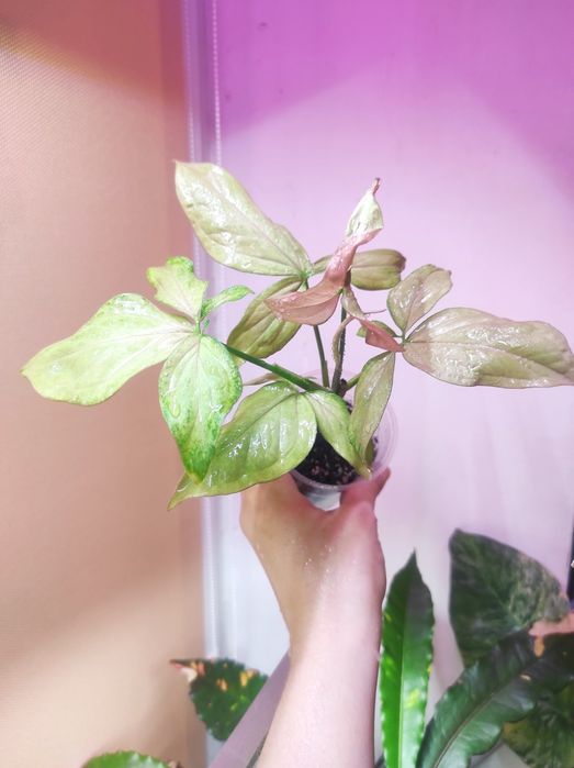 Сингониумы Регина Ред, Пинк Флекед