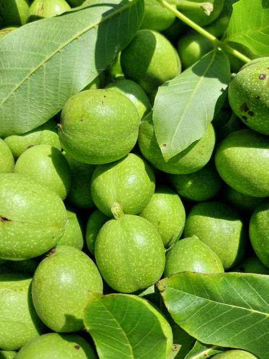 Wyciąg z orzecha włoskiego zielonego 1 l