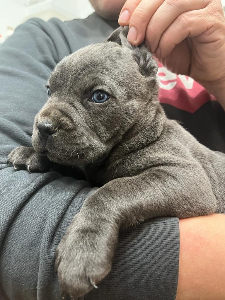 Cane Corso piękna suczka