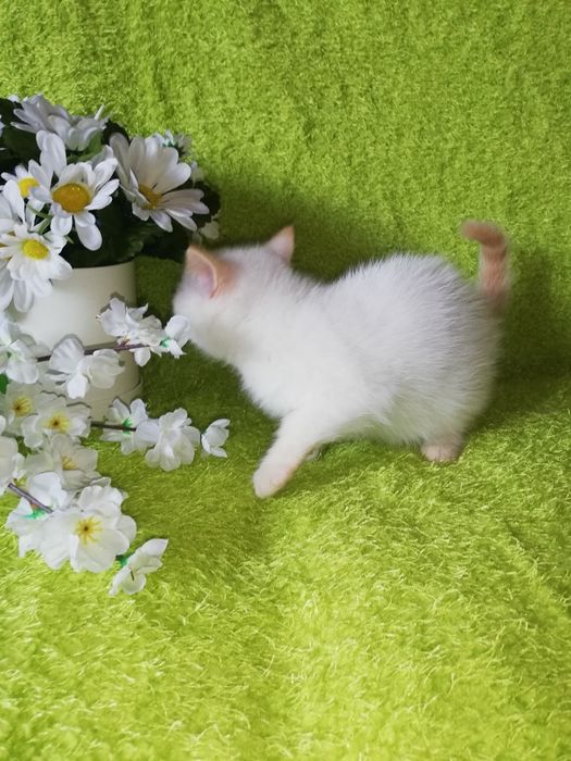 Kot koty kocięta kotki brytyjski