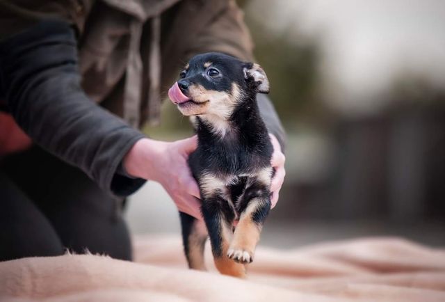 Mała sunia szczeniak do adopcji