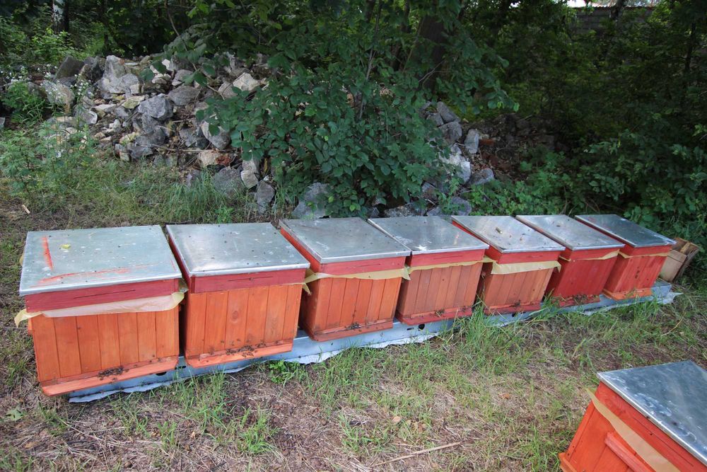 ule wielkopolski miód pasieka rodziny odkłady pszczoły ul PRZEZIMOWANE