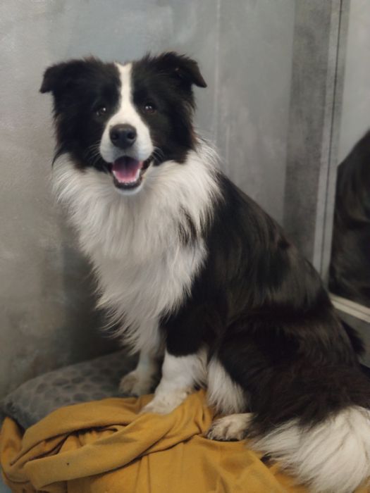 Border collie Zkwp - Wrocław zapowiedz miotu