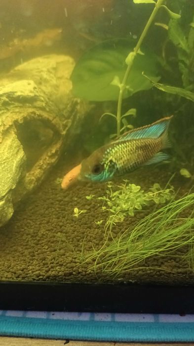 Peixe Andinoacara Azul Elétrico