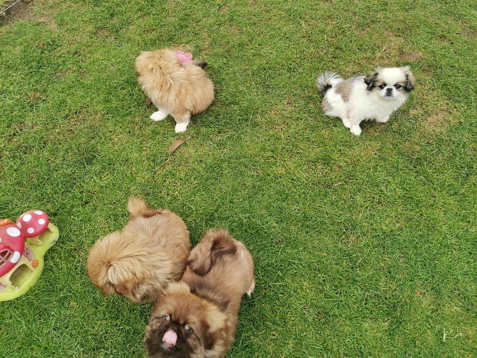 Pekińczyk Pekińczyki  Nie Shih Tzu