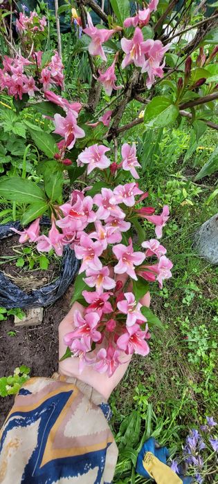 Вейгела рожева, саджанці.