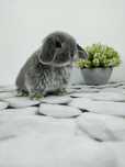 Piękne króliczki Mini Lop. Komplet szczepień. Wolne maluszki