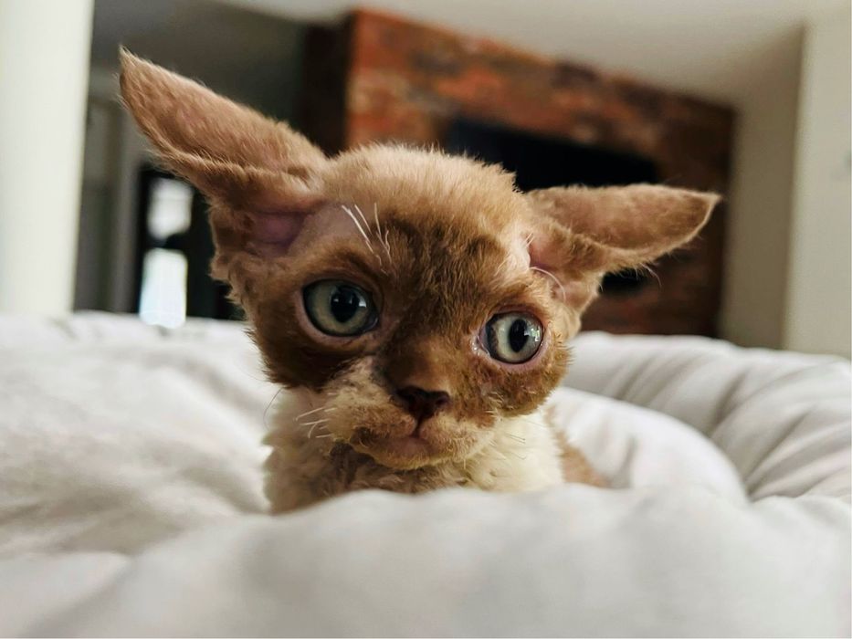 Cynamonowy chlopiec Devon Rex