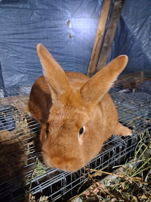 Продам самця робочого новозеландець червоний.