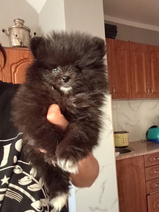 Szpic miniaturowy suczka