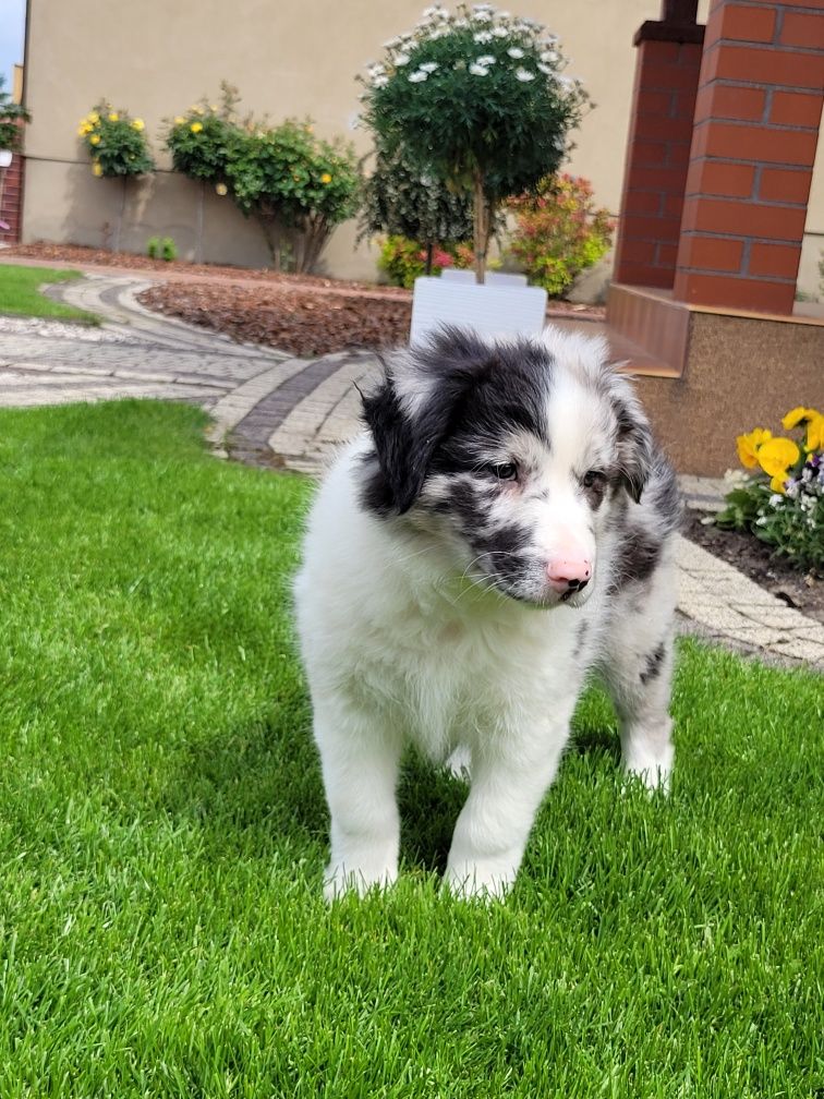 Border Collie Piesek Śliczny Merle Fikus
