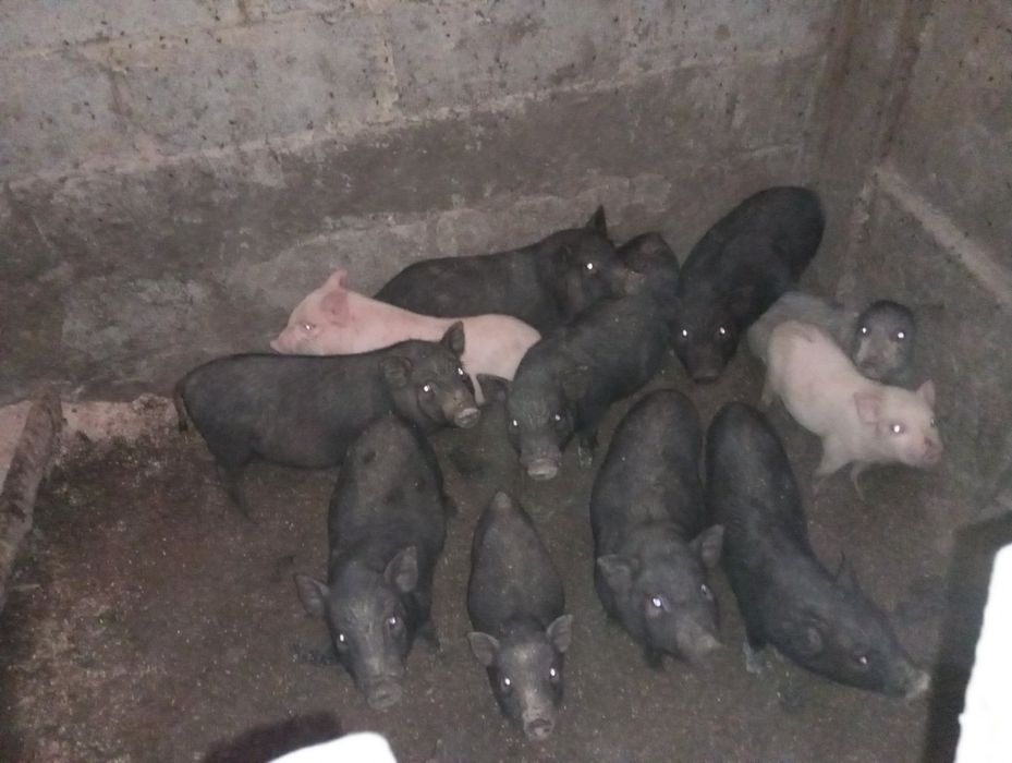 Поросята В'єтнамці