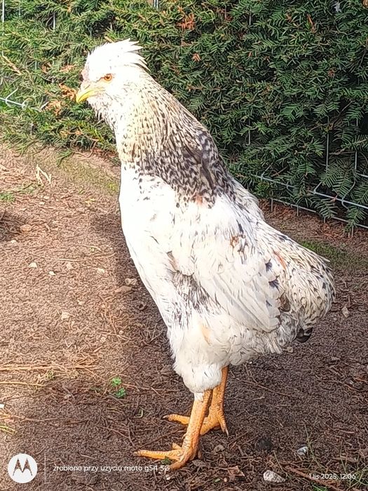 Kogut araukana i czubatka