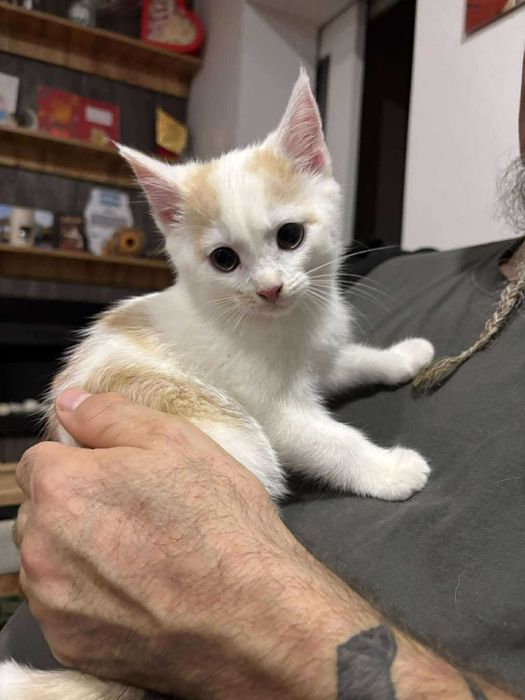 Ptyś śliczny kociak do adopcji