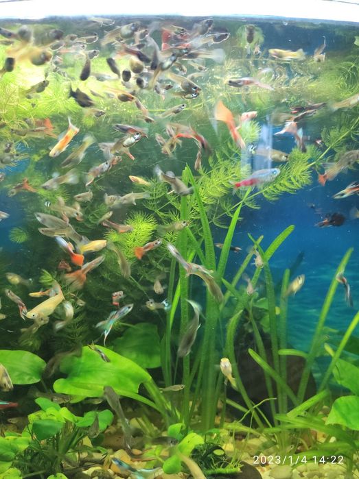 Рибки гуппі самці і самки