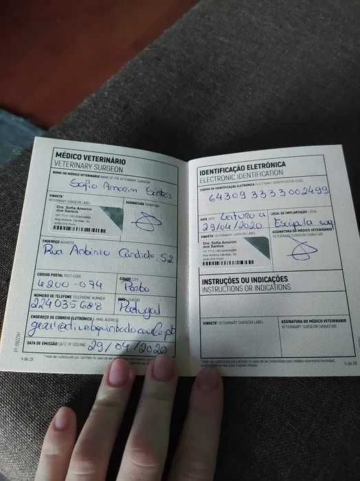 gata British Longhair