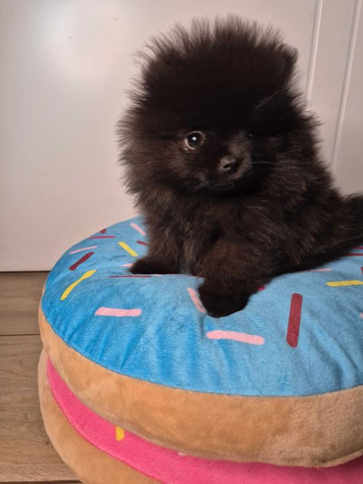 Maleńki Pomeranian Taz
