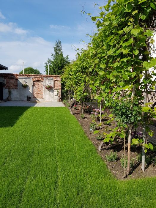 Zakładanie Trawników z Rolki oraz Kompleksowe Prace Ogrodnicze