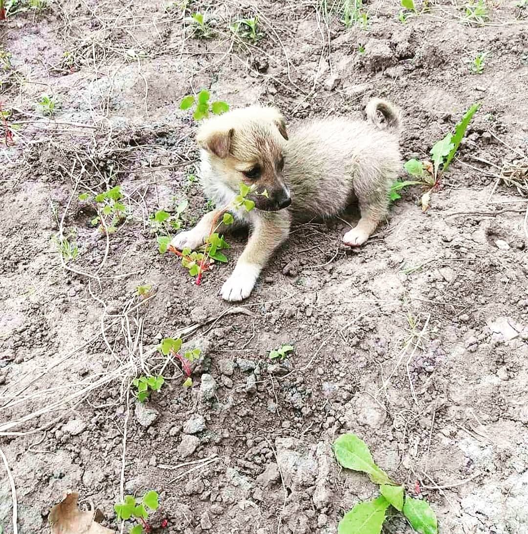 Подарую класних цуциків