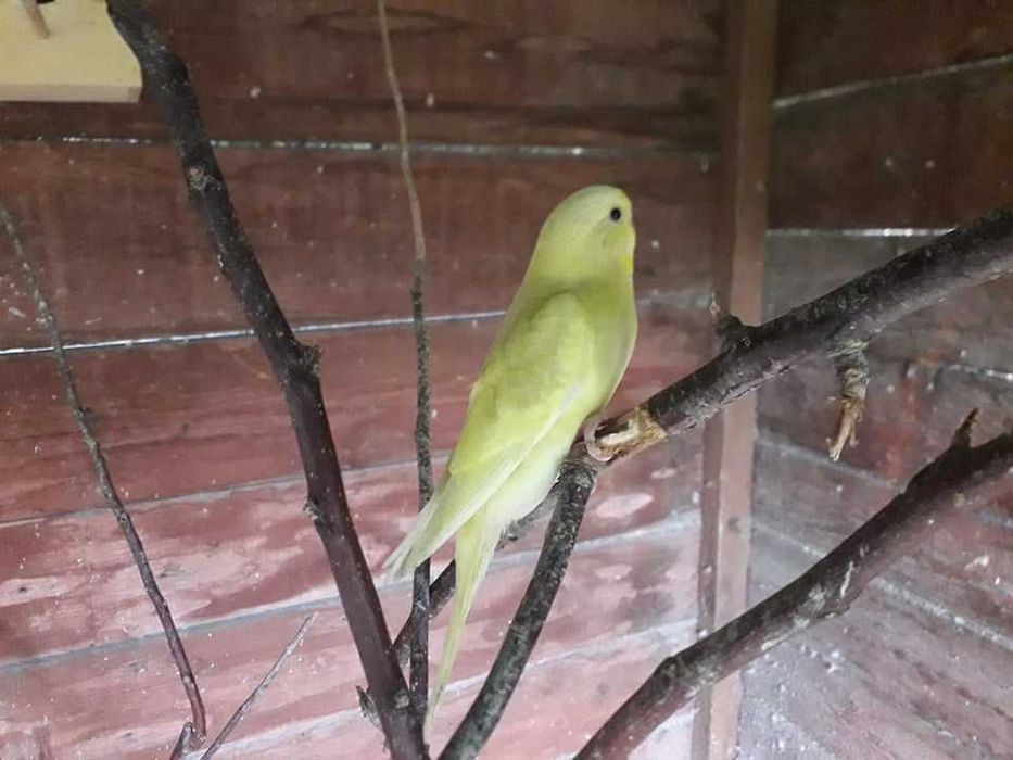 Papugi faliste, młode z roku 2025