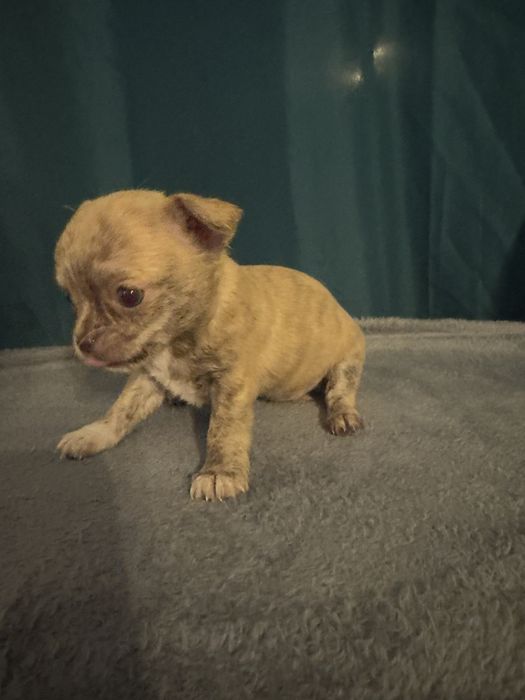 Chihuahua menina