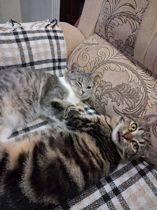 Відам грайливих кошенят