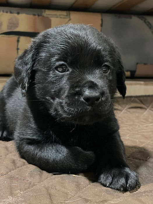 Щенки лабрадора ретривера