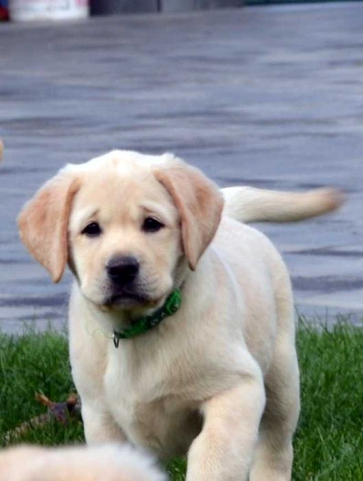 Лабрадор ретривер.Цуценята