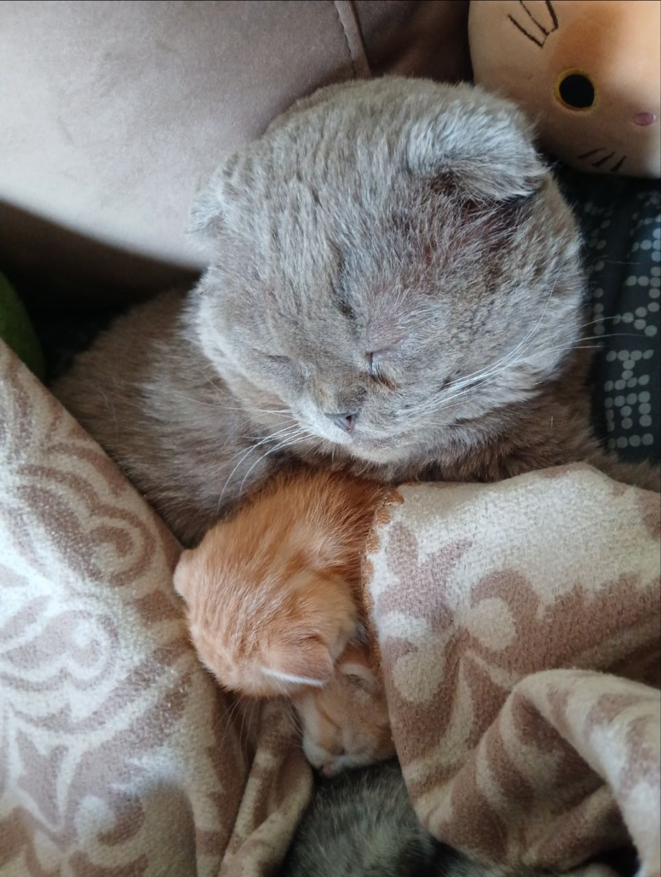 Вислоухий рыжий котенок