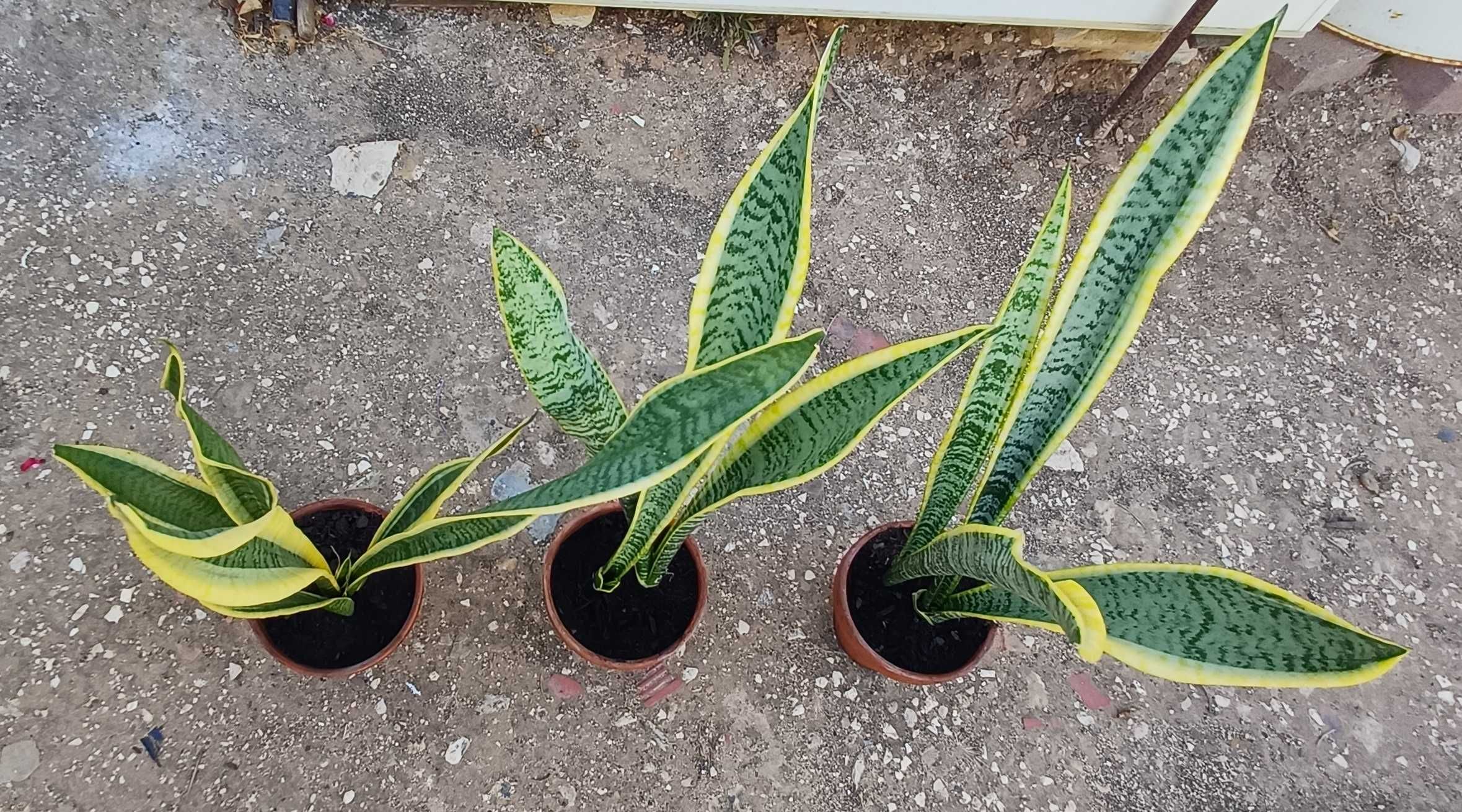 Planta Espada de Santa Bárbara
