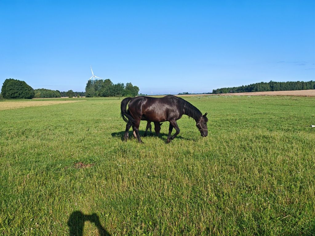 Klacz szlachetna połkrew + źrebica