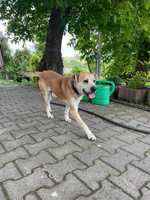 Chudy poleca się do adopcji