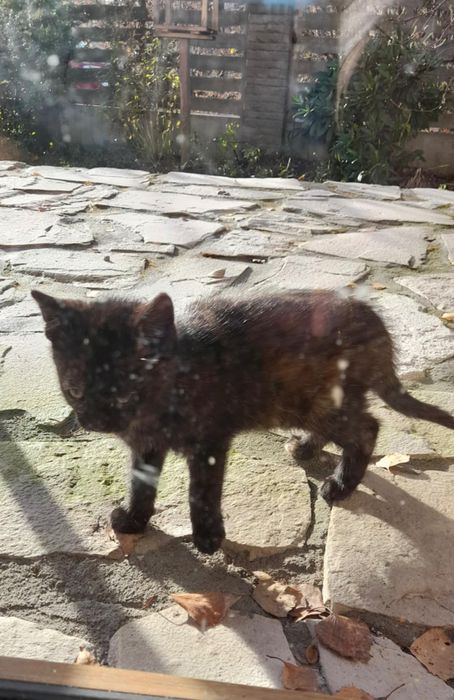 Kotek za darmo do oddania w dobre ręce