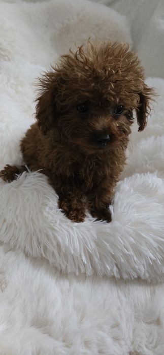 Maltipoo mini piesek unikat kolor Red