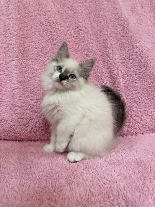 Невський маскарадний котик