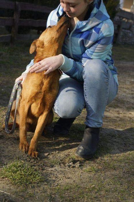 suczka zgodna z psami w schronisku w wojtyszkach aktualne