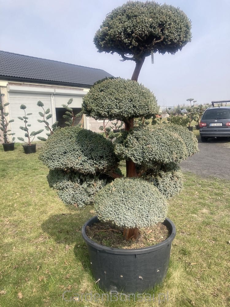 Bonsai - Juniperus squamata "MEYERI"-180 cm-Duże kule