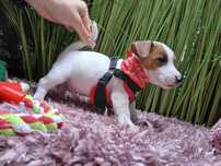 Jack Russell Terrier / JACK / RUSSELL /