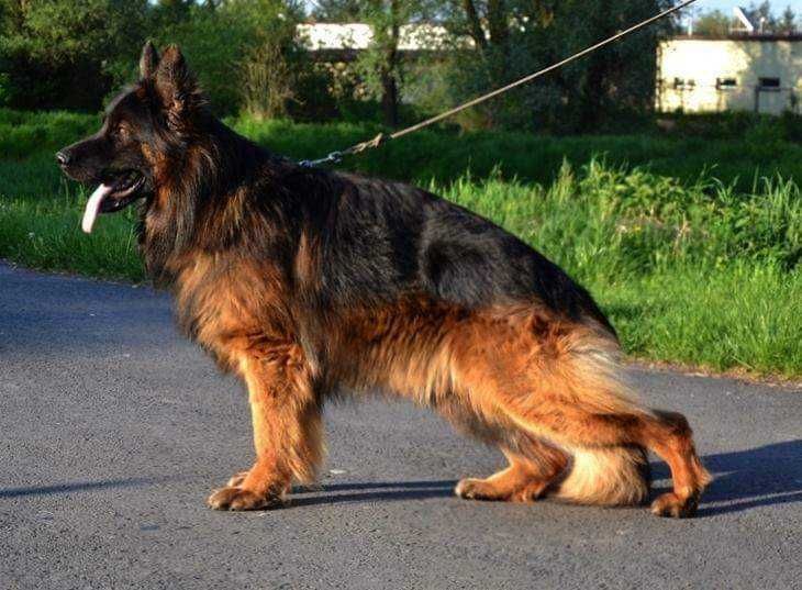 Owczarek Niemiecki Długowłosy Zkwp FCI suczka.Możliwosc wysłania