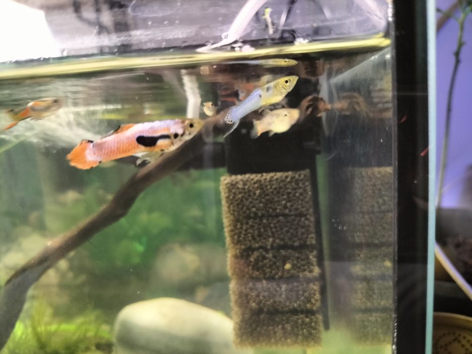 Gupiki Endlera  Poecilia wingei