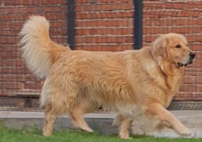 Golden retriever reproduktor