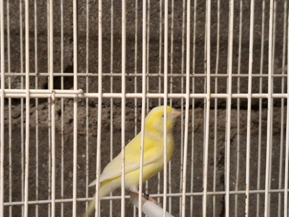 Canarios amarelos machos