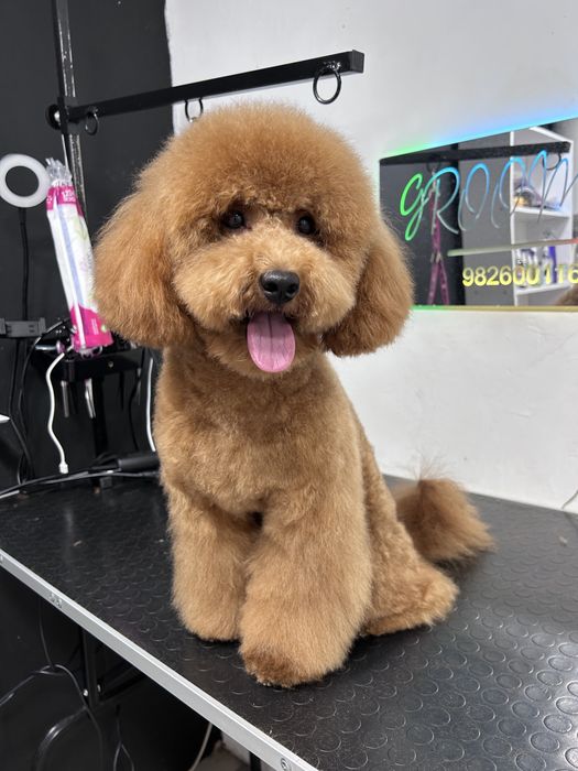 Грумінг, грумер, стрижка собак! Лівий берег( Калинова)