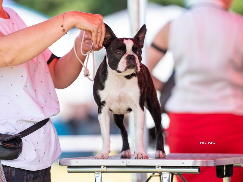 Boston Terrier - Planowane Mioty- Listopad 2025- ZKwP/FCI o/Wrocław