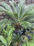Planta Sica - Cycas revoluta