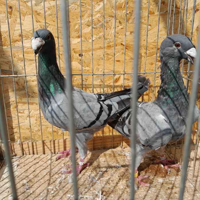 gołąb, gołębie niemiecki wystawowy