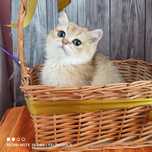 Котик британської золотоі шиншили