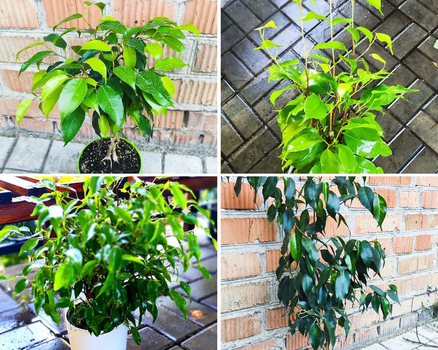 Фікуси Бенджаміну, дорослі, сортові.