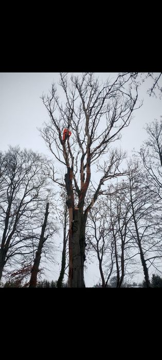 Wycinka drzew metodą alpinistyczną, czyszczenie działek